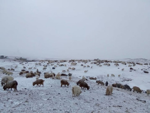 ЗУДЫН БАЙДЛЫГ ҮНЭЛЭХЭД 11 АЙМГИЙН 43 СУМ ЦАГААН ЗУДТАЙ БАЙНА